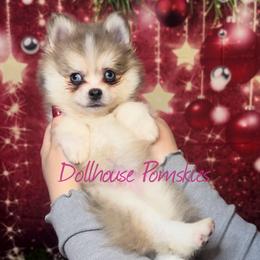 Pomsky Puppies from Dollhouse Pomskies