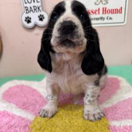 Patty - Black and white female Basset Hound puppy in Pilot Mtn, North Carolina from Lowdown Love Basset Hounds