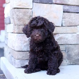 Gemello Bruno - Chocolate male Australian Labradoodle puppy in Williamstown, New York from Lewis Manor Labradoodles