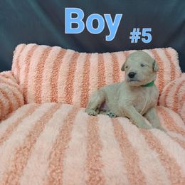 Goldendoodle Puppies from Georgetown designer dogs and purebred puppies