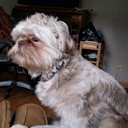 Charlie - Shih Tzu
