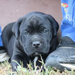 Cane Corso Puppies from PhogHaven Cane Corso