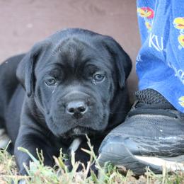 Cane Corso Puppies from PhogHaven Cane Corso