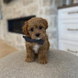 Bernedoodle, Cavapoo, Havanese, and Havapoo Puppies from Lady Paws Puppies - Cassie
