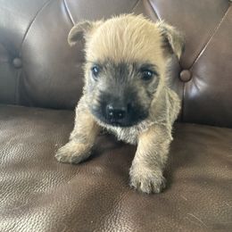 Jimmy (green collar) - Wheaten brindle male Cairn Terrier puppy in Seymour, Indiana from Doug Joray & Holly Hill Cairn Terriers