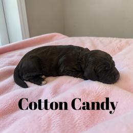 Cotton Candy - Brown and tan female Cockapoo puppy in Ellenburg Center, New York from Kristin's Puppies