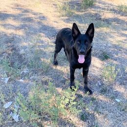 Girl 2 - Bi-color German Shepherd puppy in Modoc County, California from Vom Marischal Working Lines German Shepherd Dogs