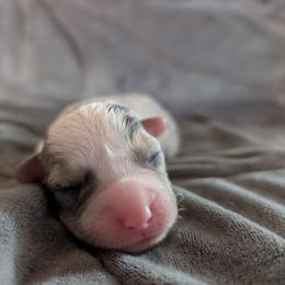 AKC Cardigan Boy 'Dash - Blue merle and white male Cardigan Welsh Corgi puppy in Tombstone, Arizona from WeVolution Off-Grid