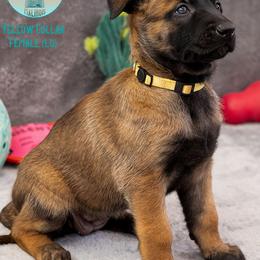 Yellow Collar - Fawn female Belgian Malinois puppy in Fredonia, Arizona from Zion Malinois