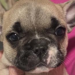 French Bulldogs from Ashley Farra