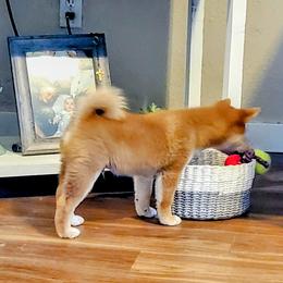 Tedi - Red male Shiba Inu puppy in Dodge City, Kansas from Pendragon Shiba Inu