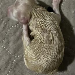 Stevie (red collar) - White male Miniature Schnauzer puppy in Port Orchard, Washington from Silver Bells Miniature Schnauzers