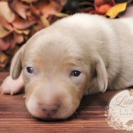 CKC Bramley - Dapple male Dachshund puppy in Christiansburg, Virginia from Little Legs Luxury Dachshunds LLC