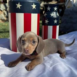 Puppy 2 - Fawn (isabella) and tan female Dachshund puppy in Riverside, California from Saddle Up Dachshunds