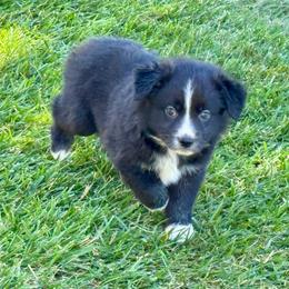 Sox - Black & white male Miniature Australian Shepherd puppy in California from Eagle River Aussies