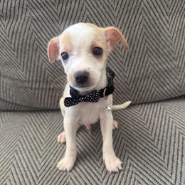 Chip - Gold and white male Chihuahua puppy in Mesa, Arizona from Sun Valley Kennels