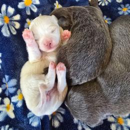 Petunia - White female Chihuahua puppy in Amity, Pennsylvania from Baxters Chihuahuas