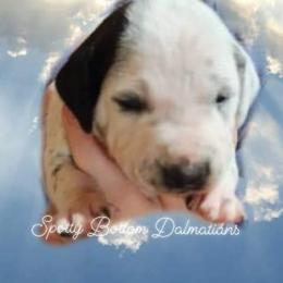 Dalmatian Puppies from Spotty Bottom Dalmatians