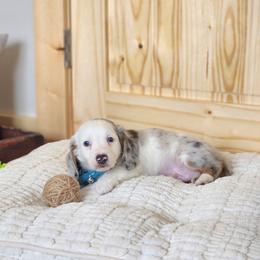 AKC Meet Boston :) - Dapple male Dachshund puppy in Centerville, Iowa from Barnyard Dachshunds, Dals & Doodles
