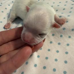DOBBY - White male Maltese puppy in Orlando, Florida from Denise’s Puppies