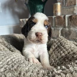Molly - Liver white and tan female English Springer Spaniel puppy in Wilmer, Alabama from Southbend Springers