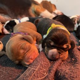 Yellow - Black tan and bluetick male Beagle puppy in Jasper, Texas from Beech Grove Beagles