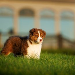 Australian Shepherd Puppies from Silverchip Aussies