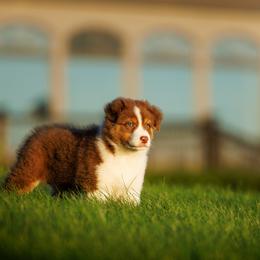 Australian Shepherd Puppies from Silverchip Aussies