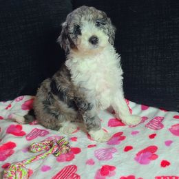 Sue - Aussiedoodle puppy in Suisun City, California from Spandoodles