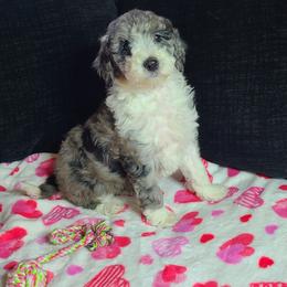 Sue - Aussiedoodle puppy in Suisun City, California from Spandoodles