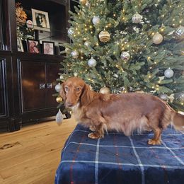Doroteya aka Teya - Dachshund