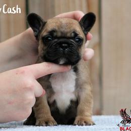 Johnny Cash - Fawn male French Bulldog puppy in Vancouver, Washington from Blackwell's American & French Bulldogs