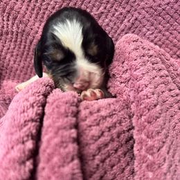 Windy - Black white and tan female English Springer Spaniel puppy in Bessemer, Michigan from Joyspring English Springer Spaniels