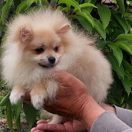 Bella Liz - Cream female Pomeranian puppy in Brooklyn, New York from Svitlana's Pomeranians