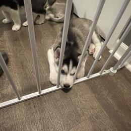 Siberian Husky Puppies from Husky Love and Pups