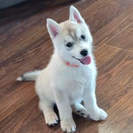 Flareon - Gray and white female Siberian Husky puppy in Le Sueur, Minnesota from Tevana Siberians LLC