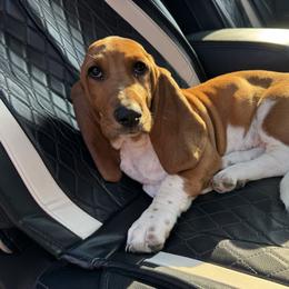 Tennessee - Basset Hound