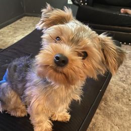 Bowser - Yorkshire Terrier