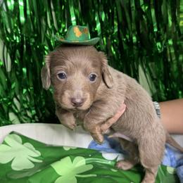 Mickey longhair Isabella boy - Fawn (isabella) and cream male Dachshund puppy in Menifee, California from The Weenie Hut Doxies