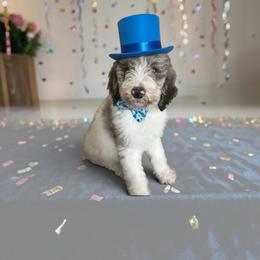 Light blue collar - Parti male Goldendoodle puppy in Sanderson, Florida from Serenity Goldendoodles