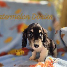 Cider - Piebald male Dachshund puppy in Tuscaloosa, Alabama from Watermelon Doxies