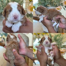 Parima - Red female Bernedoodle puppy in Yuciapa, California from AlltheDoodlez_