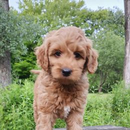 Aussiedoodle, Bernedoodle, and Goldendoodle Puppies from Doodle Paws Pups