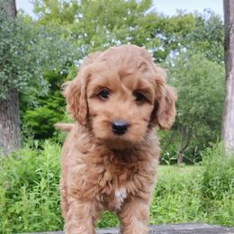 Aussiedoodle, Bernedoodle, and Goldendoodle Puppies from Doodle Paws Pups