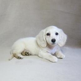 Sunny - Cream male Dachshund puppy in Pana, Illinois from Doxie Waggin Tails