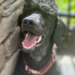 Miniature Schnauzer and Poodle All Grown Up from Bewitching Kennels