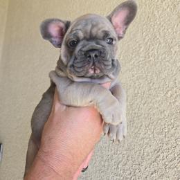 Tank - Blue fawn male French Bulldog puppy in Lakeside, California from True Joy French Bulldogs