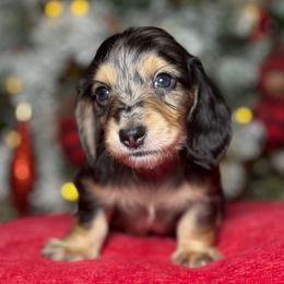 Boy 2 - Dapple male Dachshund puppy in Waycross, Georgia from Camie's Dachshunds