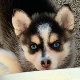 Ash - Tri-color male Pomsky puppy in Aberdeen, Idaho from Willow Creek Cresteds