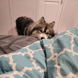 Siberian Huskies from FireLotus